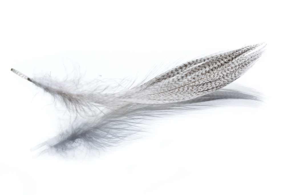 white feather